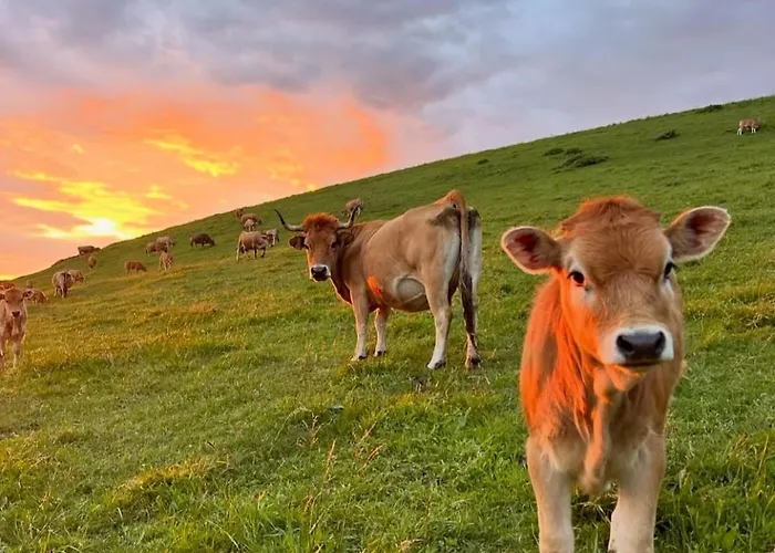 Ocean Essence Appartement *